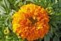 Seminte profesionale Tagetes erecta - Craite inalte - imagine 48943